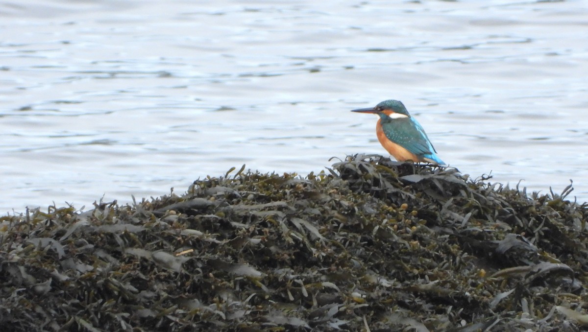 Common Kingfisher - ML627250484