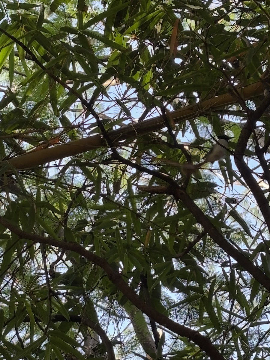 Indian Paradise-Flycatcher - ML627250508