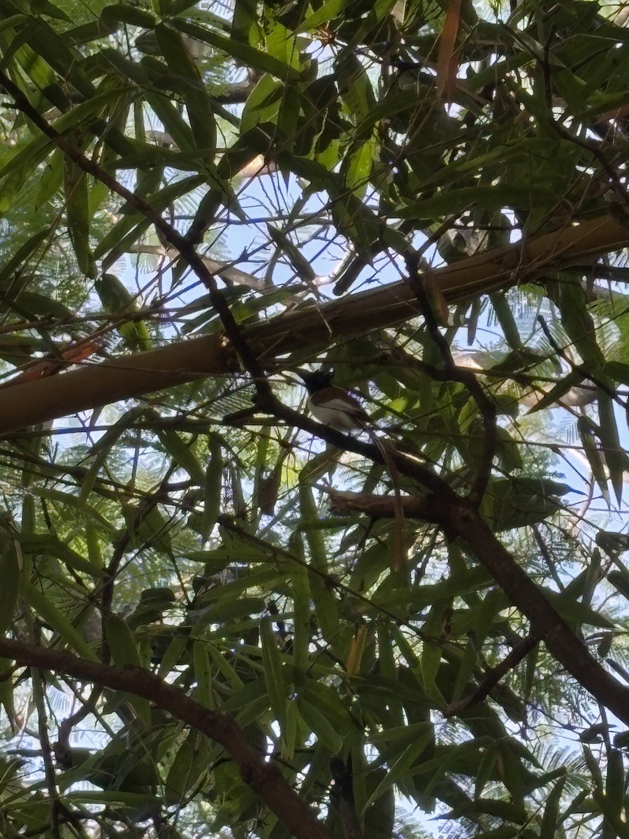 Indian Paradise-Flycatcher - ML627250509
