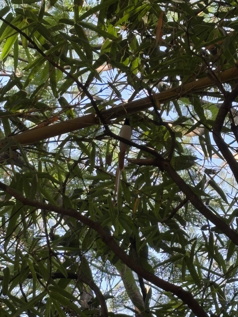 Indian Paradise-Flycatcher - ML627250510
