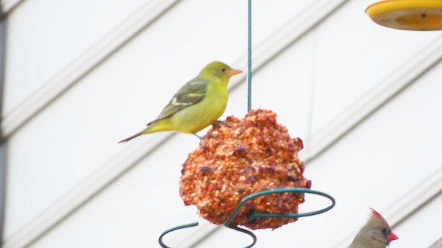 Western Tanager - ML627250550