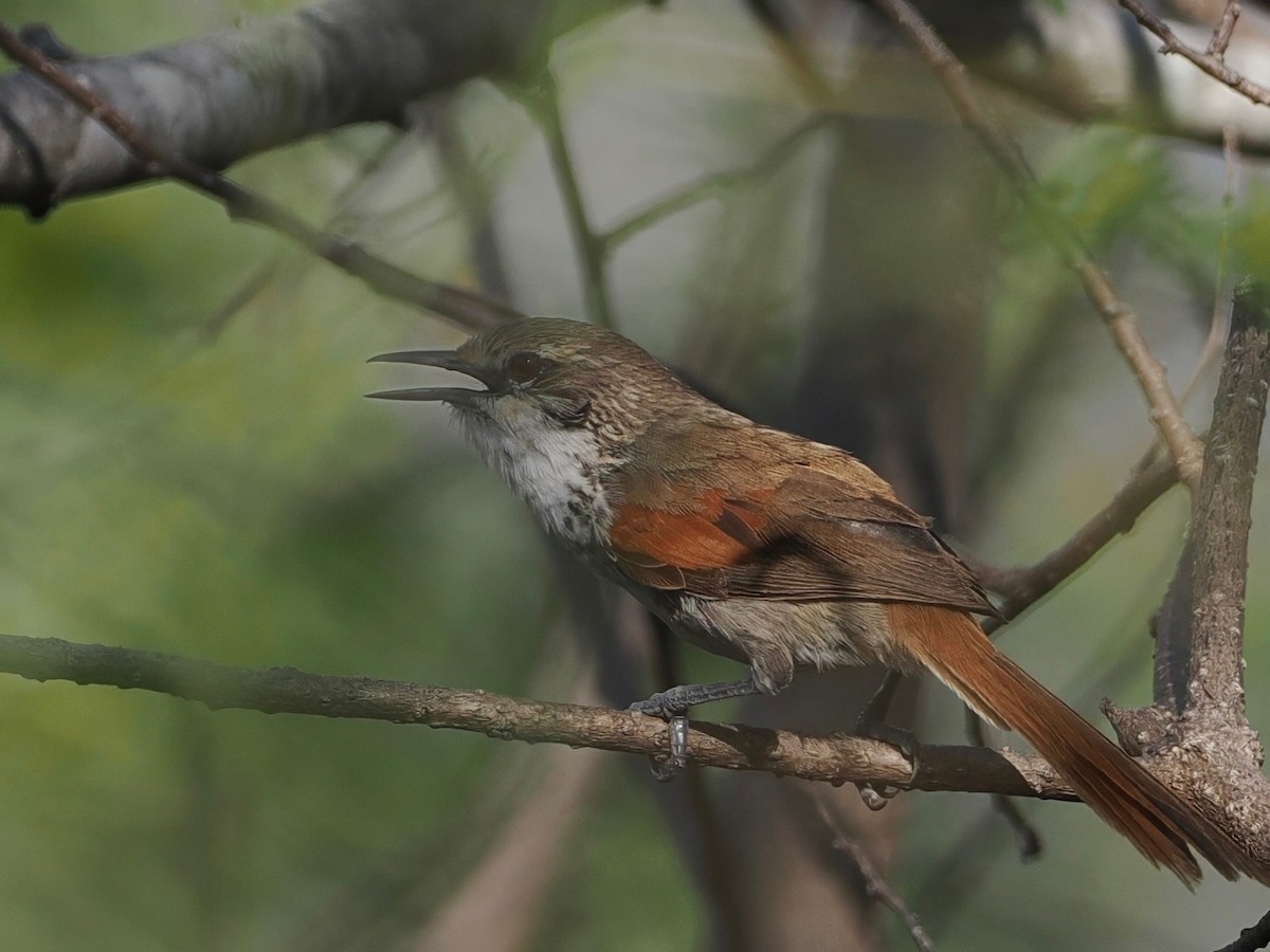 Chinchipe Spinetail - ML627250573
