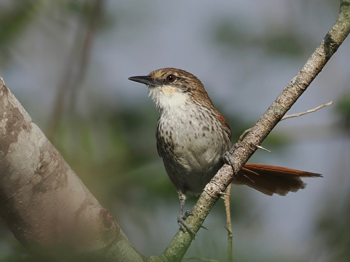 Chinchipe Spinetail - ML627250574