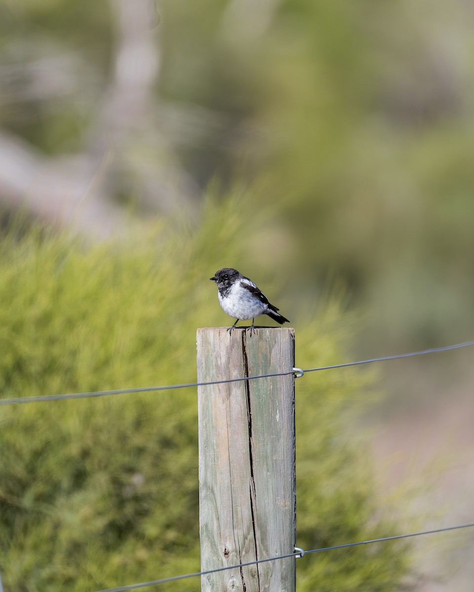 Hooded Robin - ML627250593