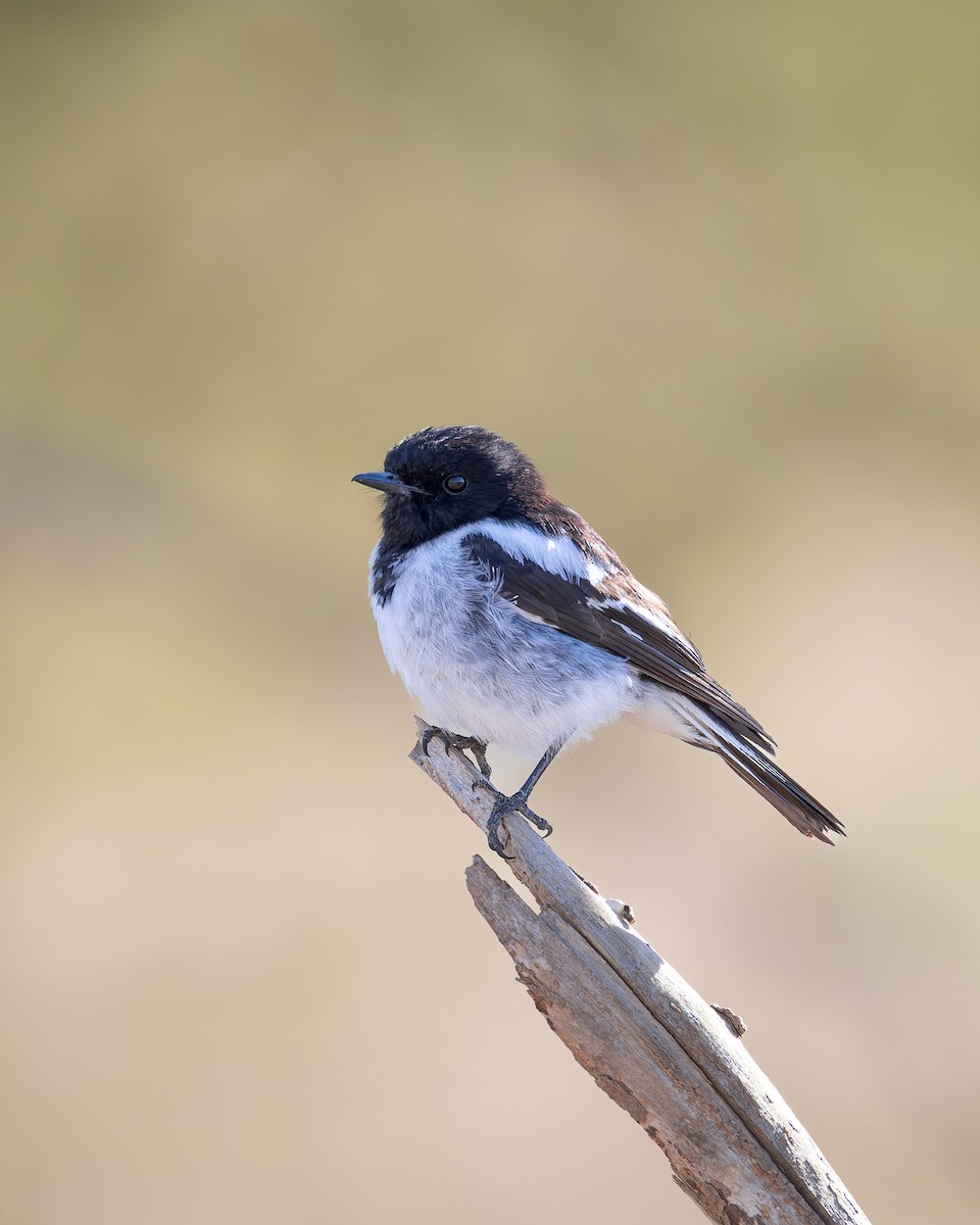 Hooded Robin - ML627250594