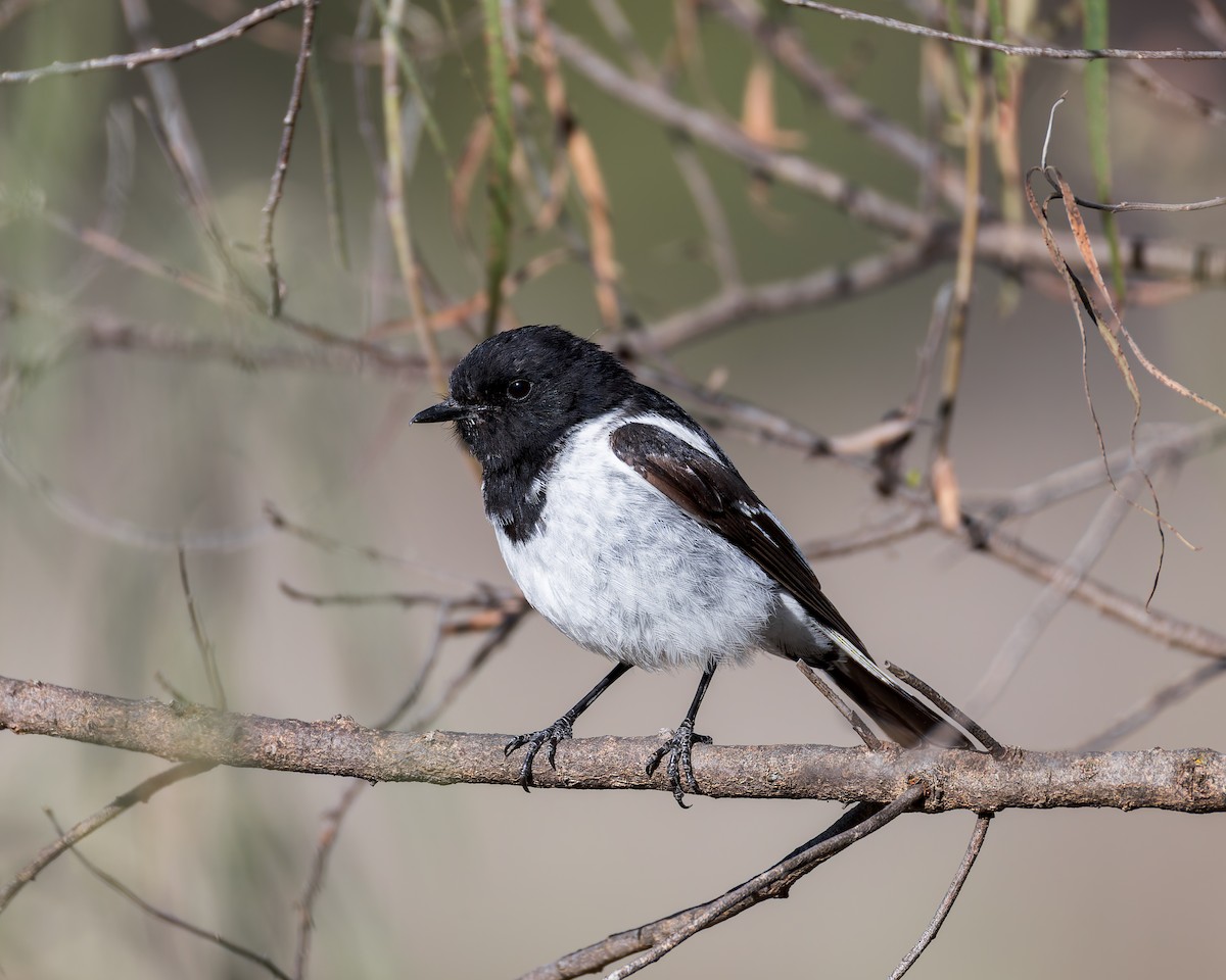 Hooded Robin - ML627250595