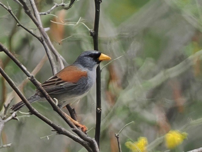 Little Inca-Finch - ML627250677