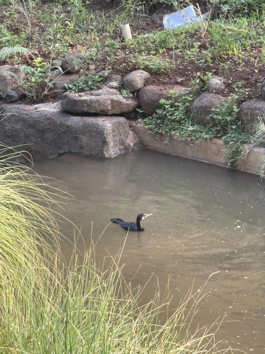 Little Cormorant - ML627250728