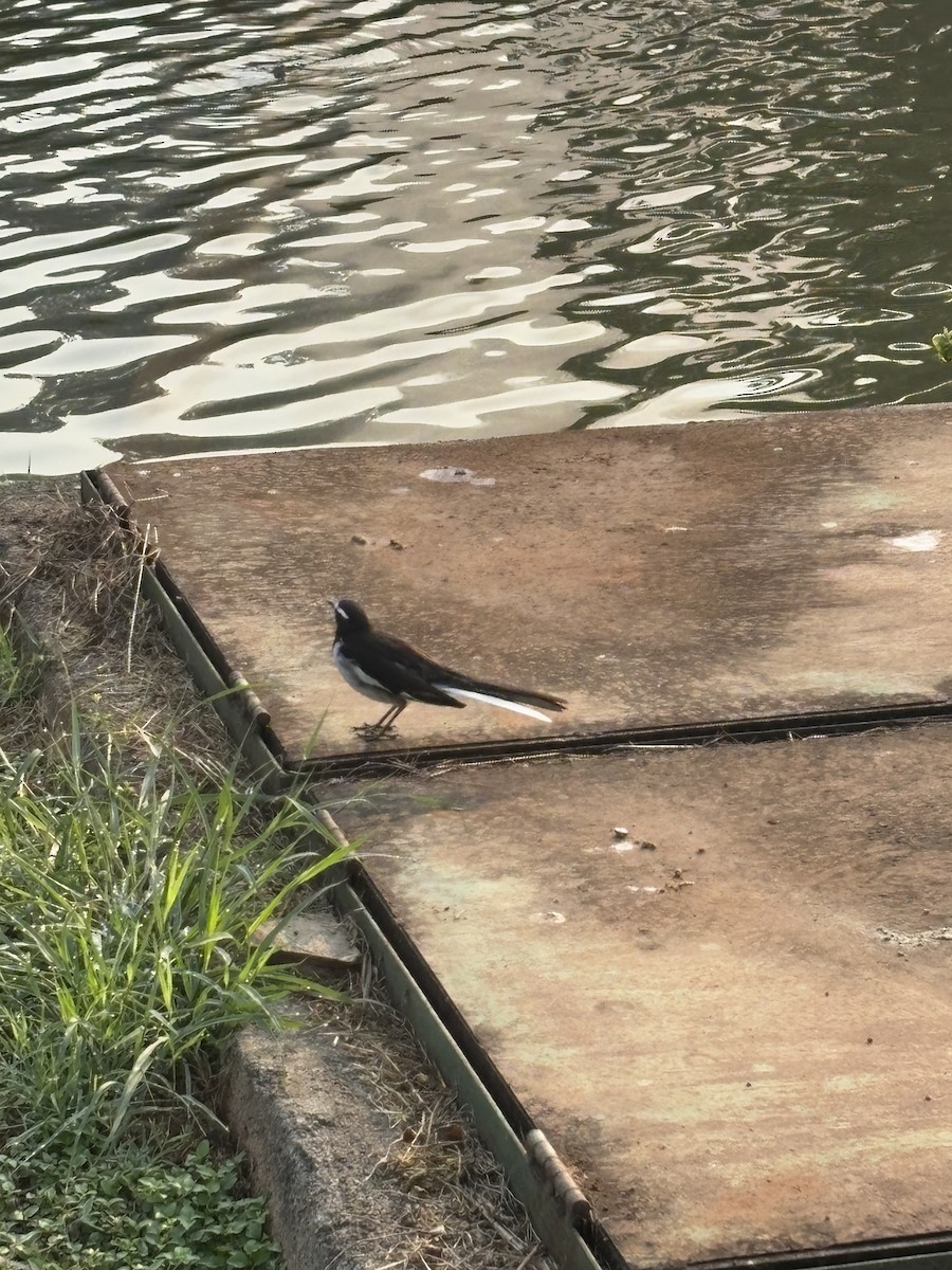 White-browed Wagtail - ML627250735
