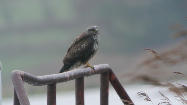 Common Buzzard (Western) - ML627250768