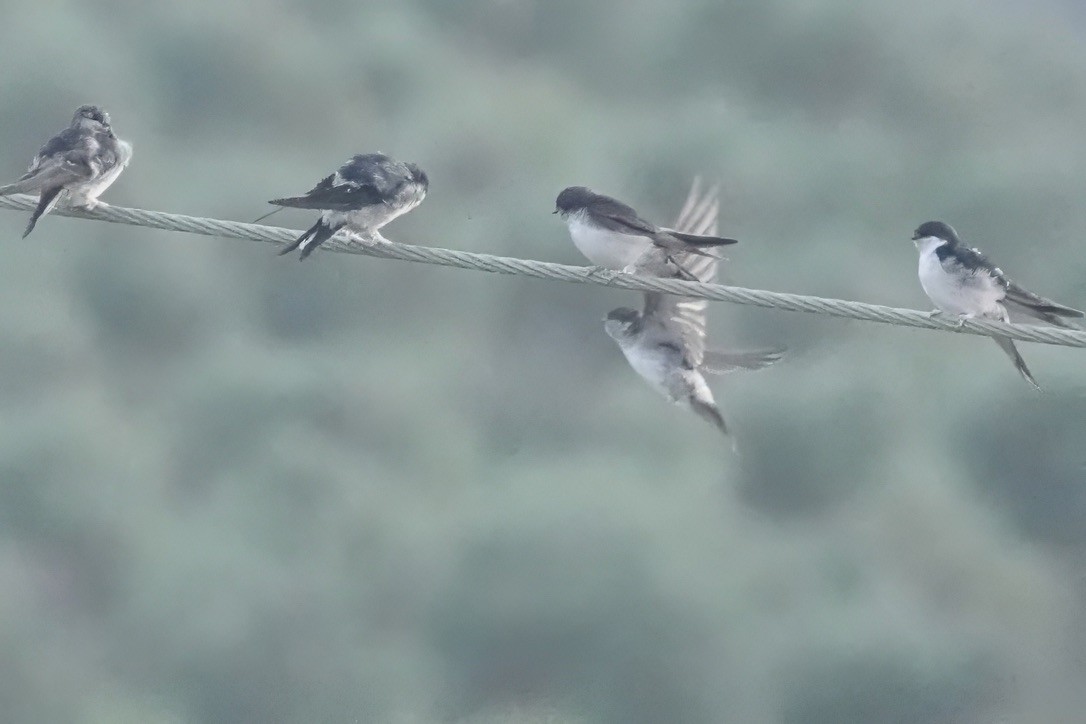 Western House-Martin - ML627250885