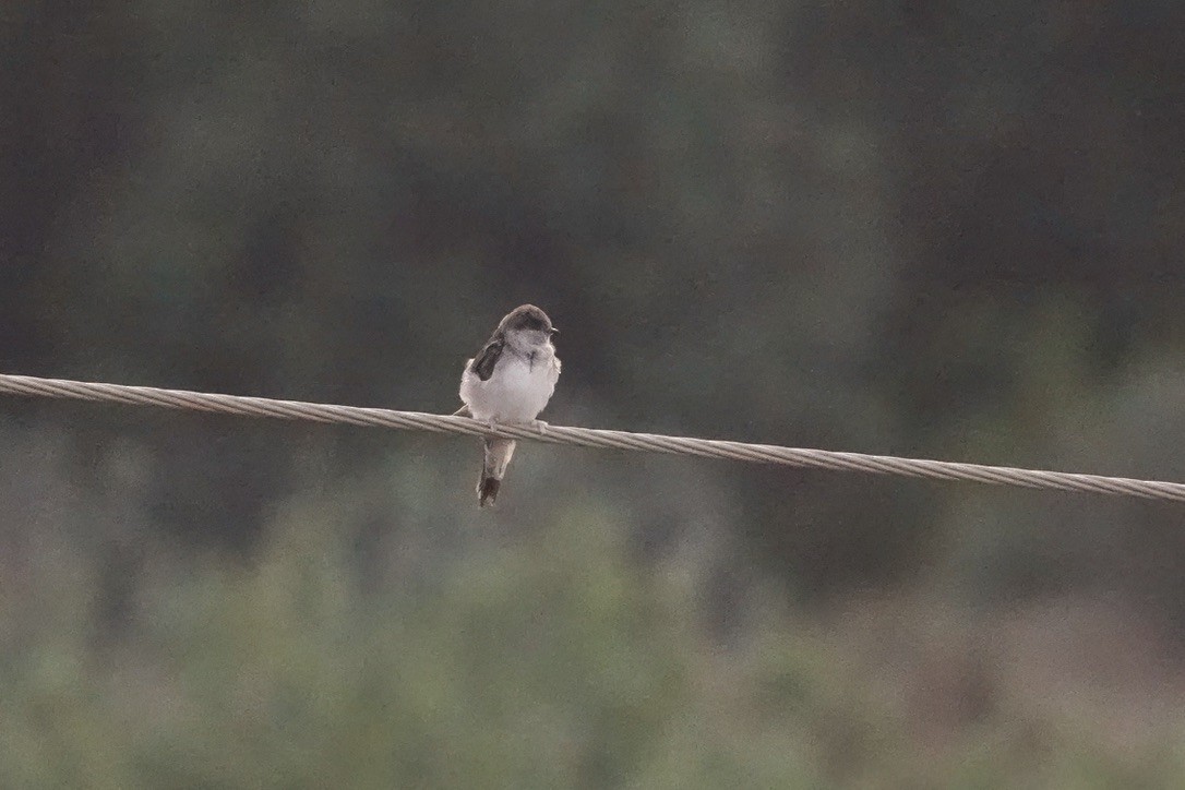 Western House-Martin - ML627250887