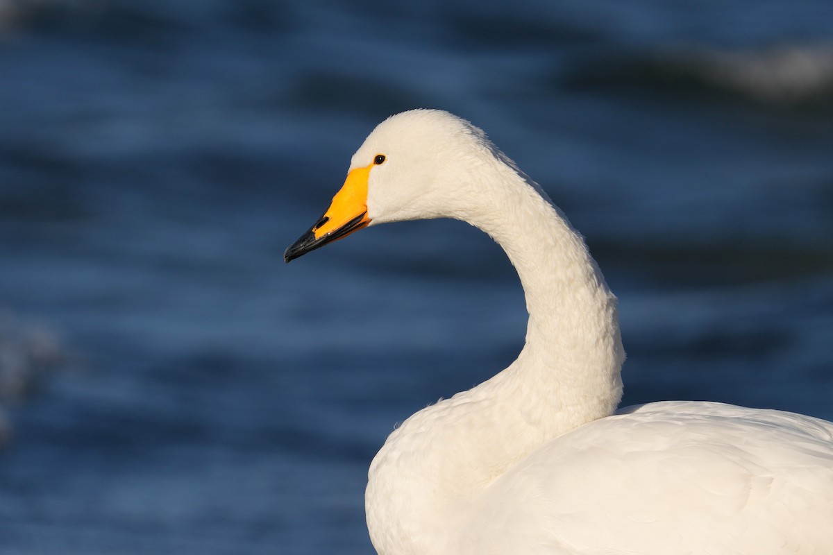 Whooper Swan - ML627250907