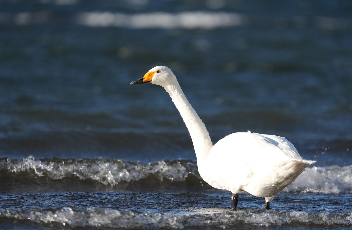 Whooper Swan - ML627250908
