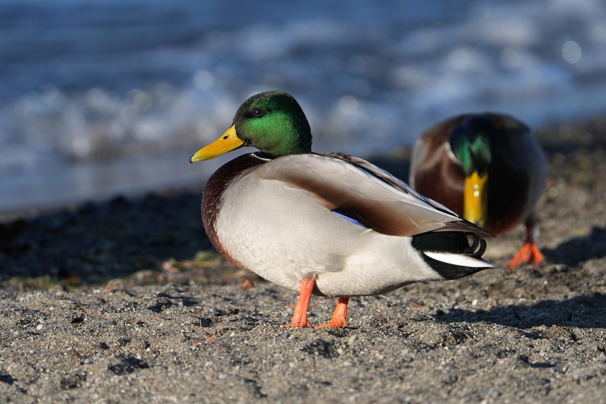 Mallard - ML627250913