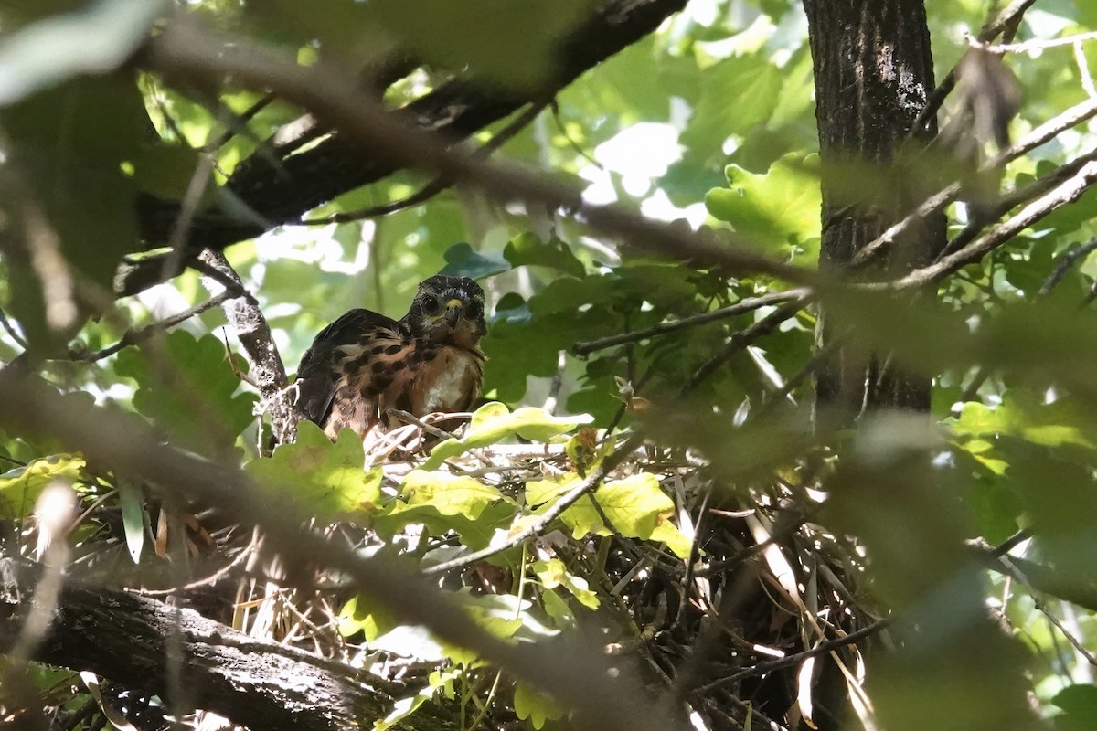 African Goshawk - ML627250918