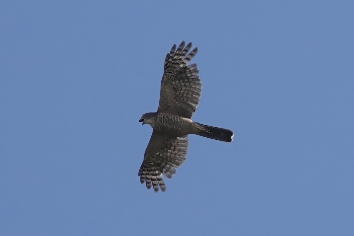 African Goshawk - ML627250919