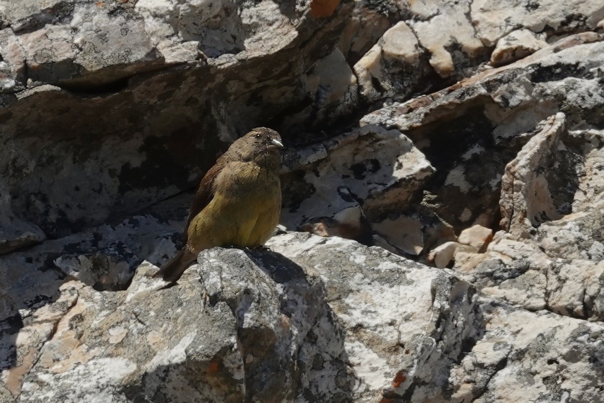 Cape Siskin - ML627251000