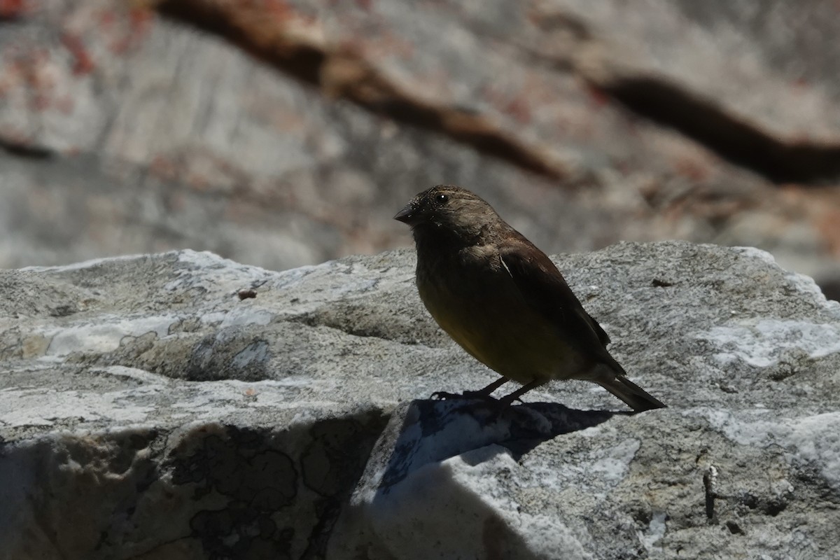 Cape Siskin - ML627251001