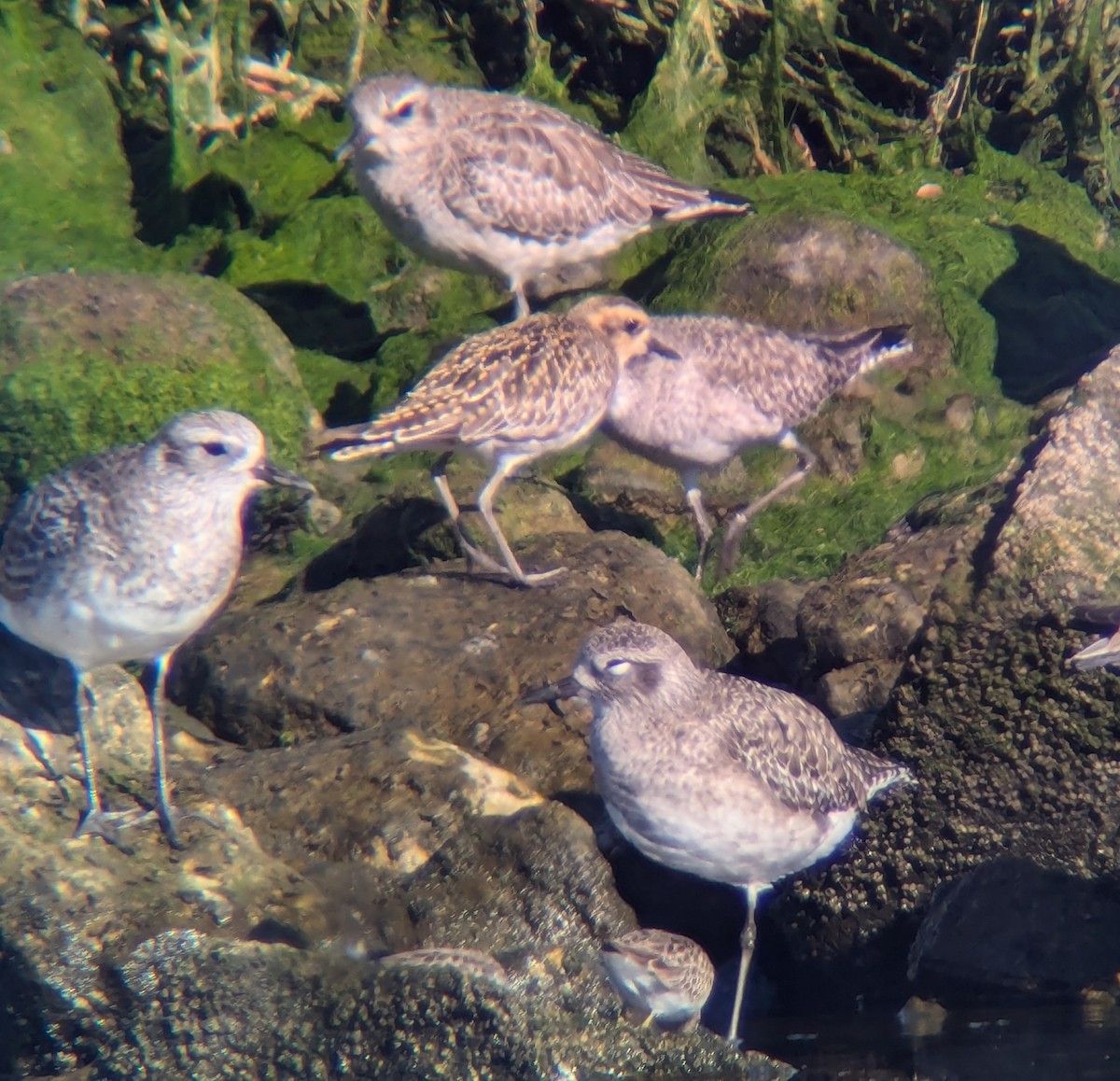Pacific Golden-Plover - ML627251118