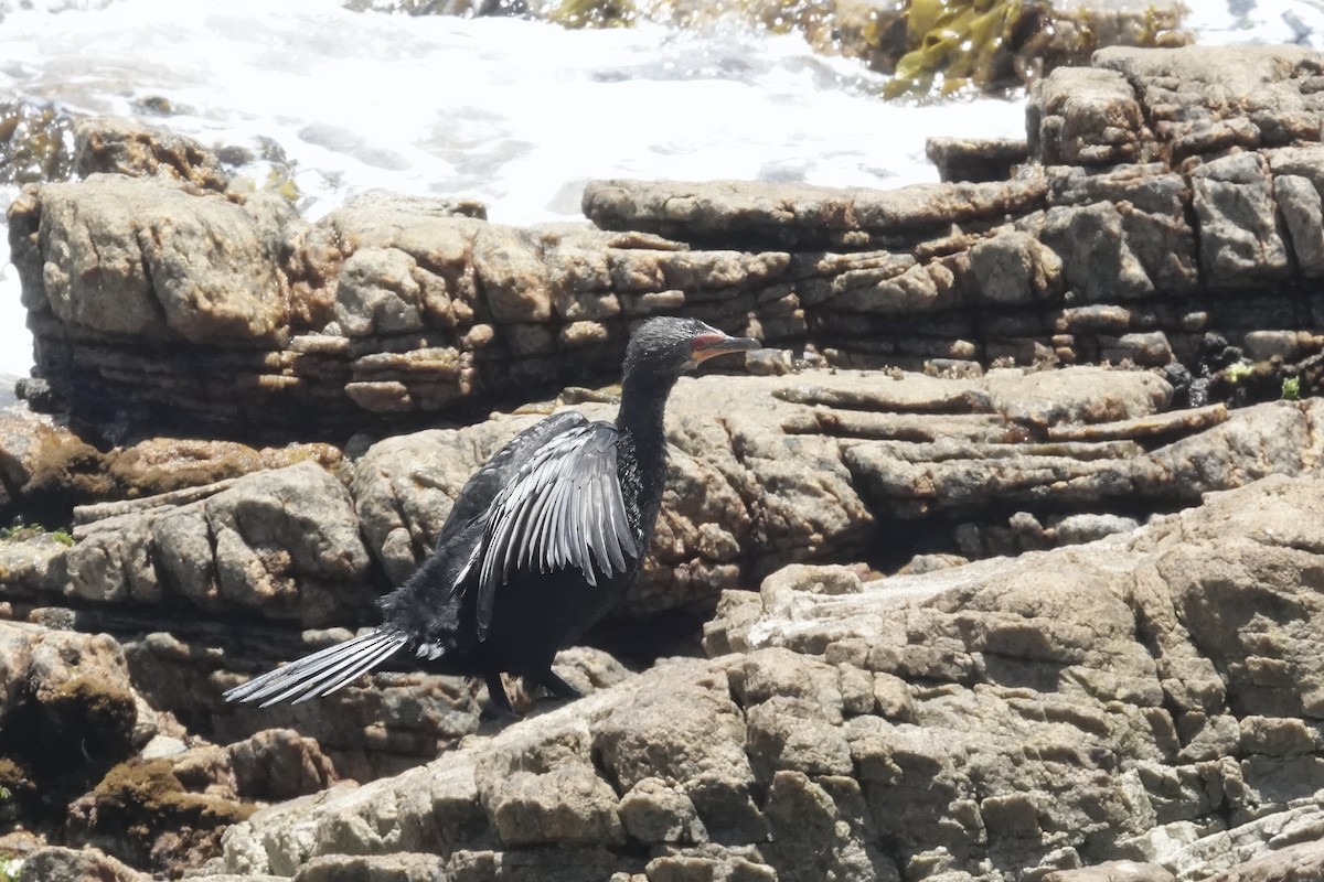 Crowned Cormorant - ML627251280