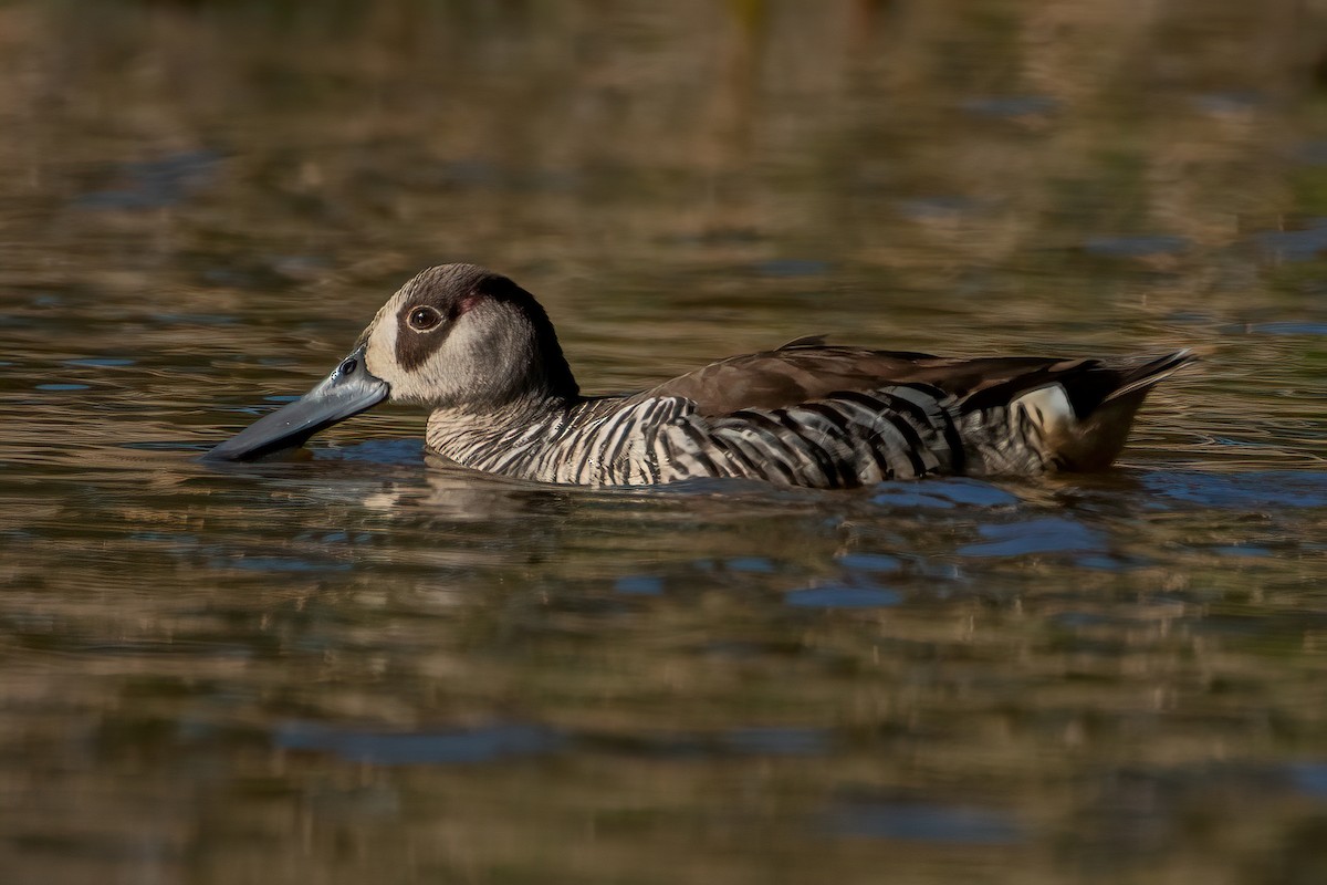 Pink-eared Duck - ML627251588