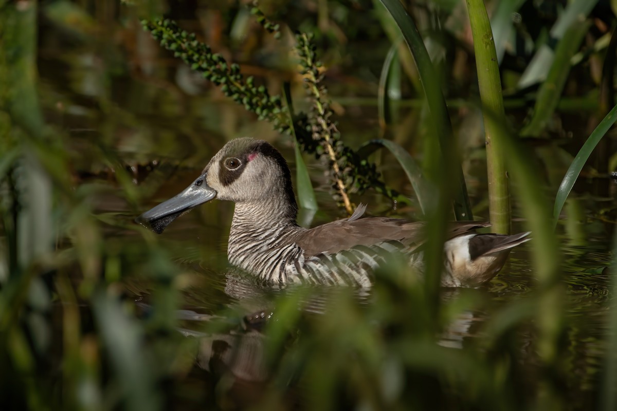 Pink-eared Duck - ML627251600