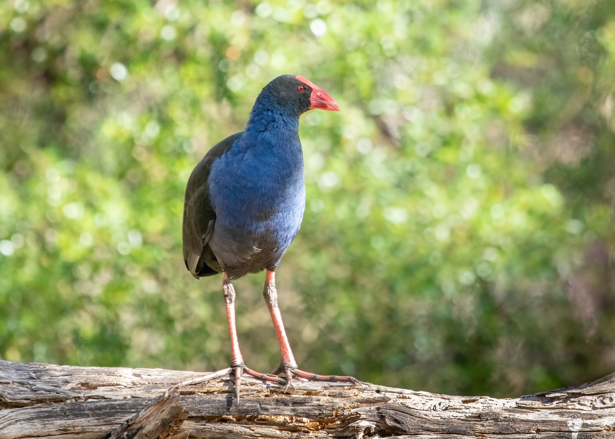 Australasian Swamphen - ML627251617