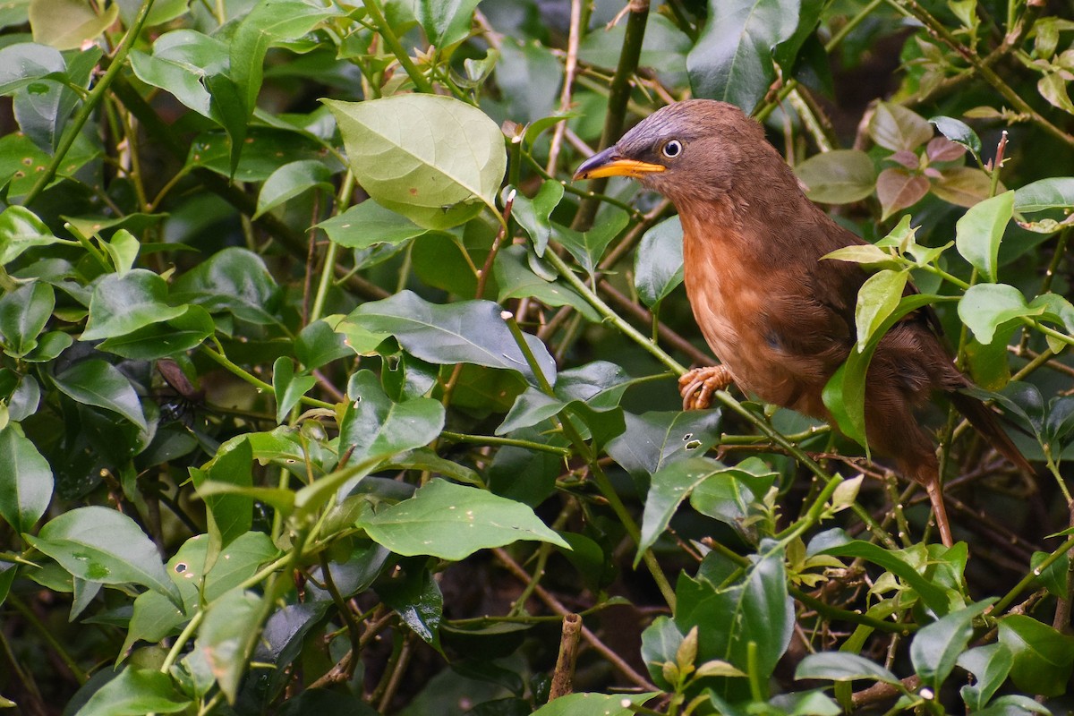 Rufous Babbler - ML627251674