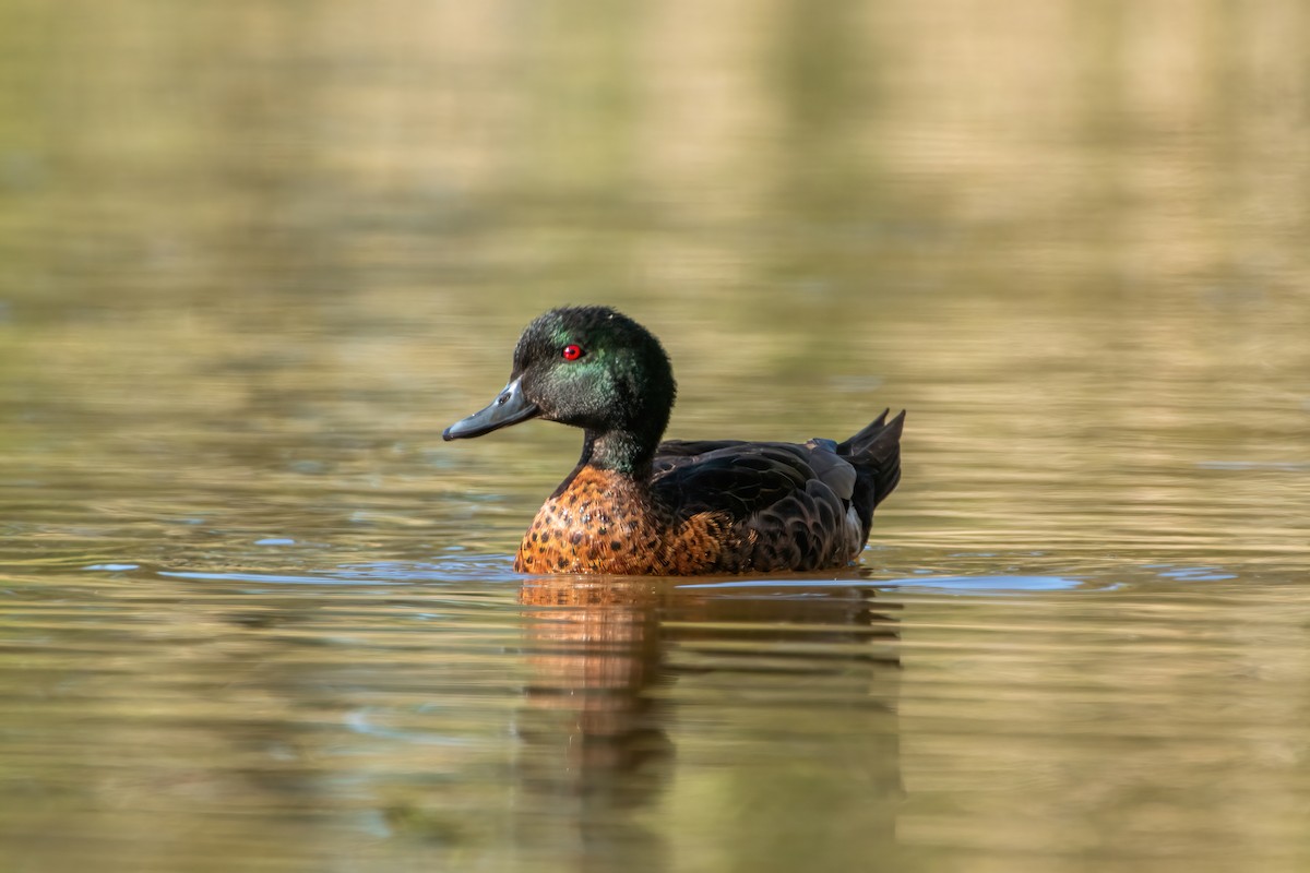 Chestnut Teal - ML627251680