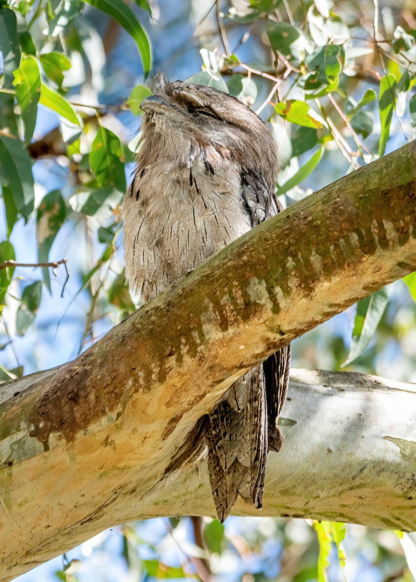 Tawny Frogmouth - ML627251737