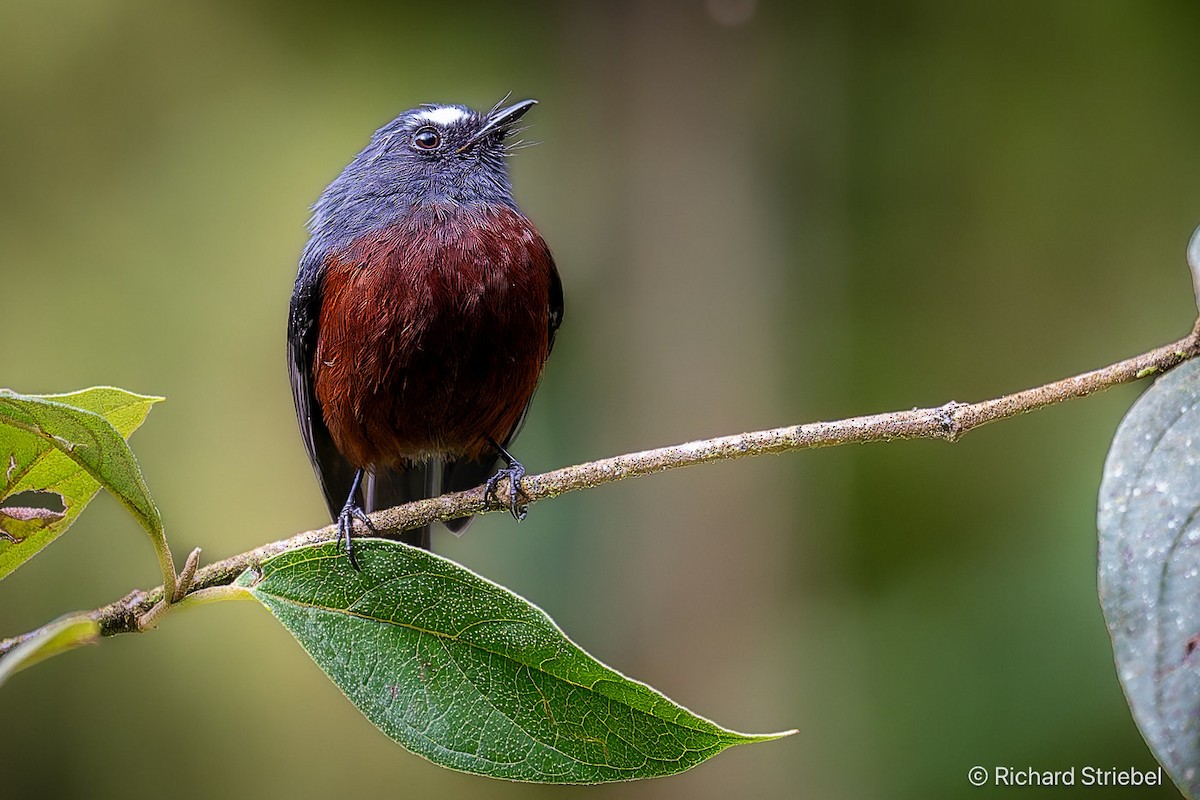 Chestnut-bellied Chat-Tyrant - ML627251783