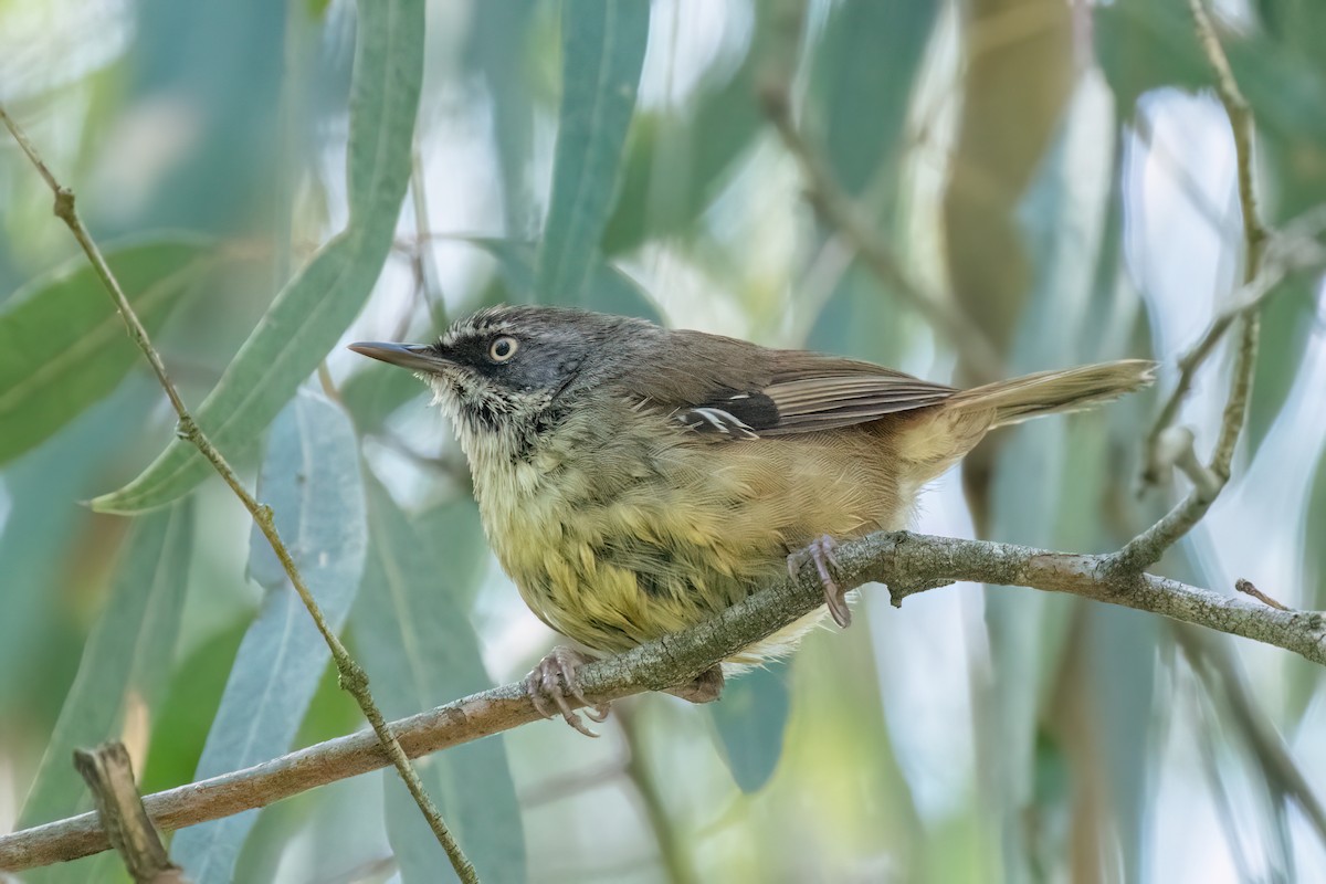 White-browed Scrubwren - ML627251802