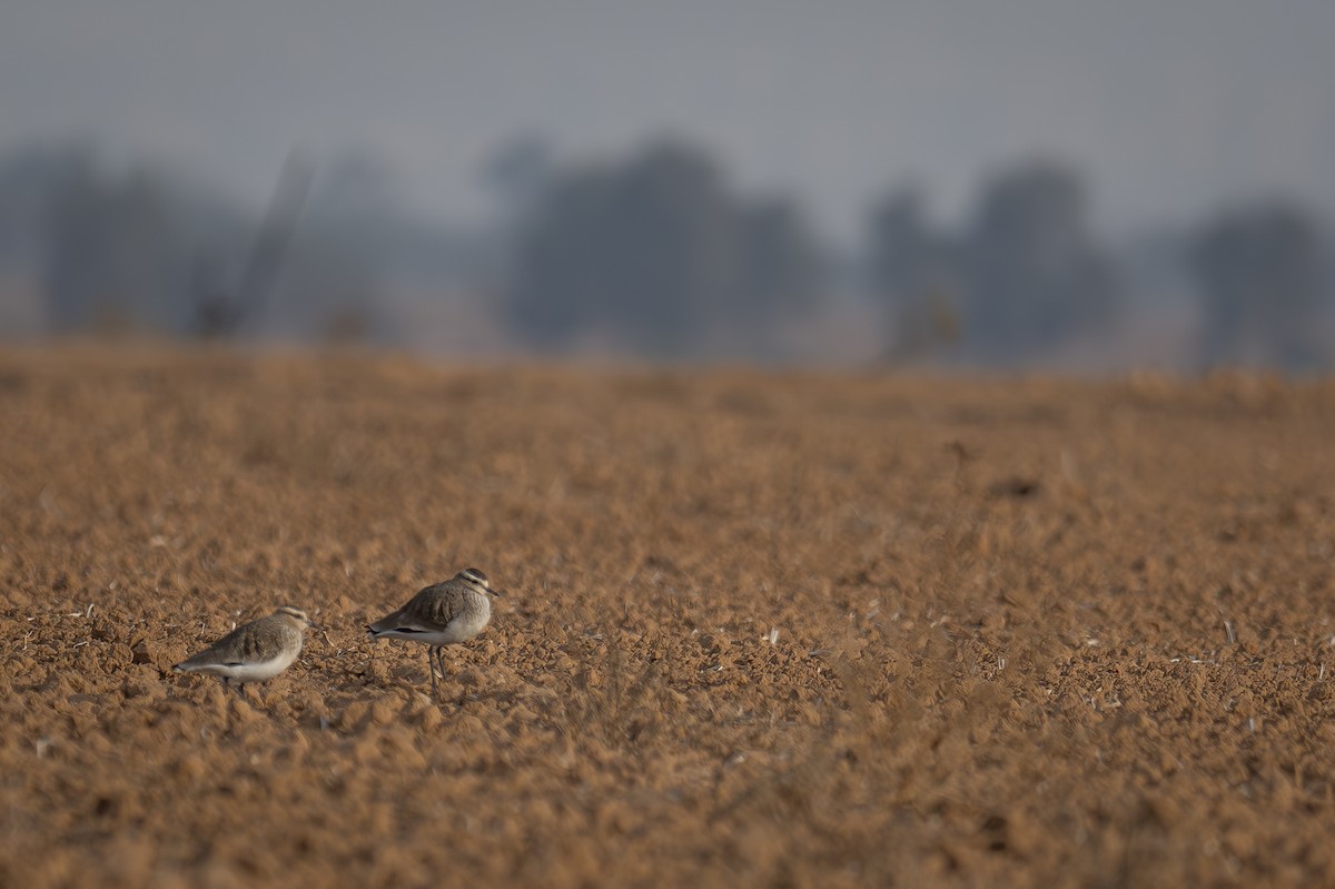 Sociable Lapwing - ML627251818