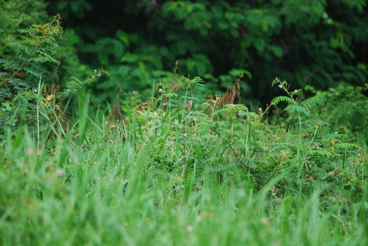 Prinia des montagnes - ML627251860