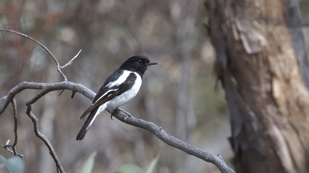 Hooded Robin - ML627252109