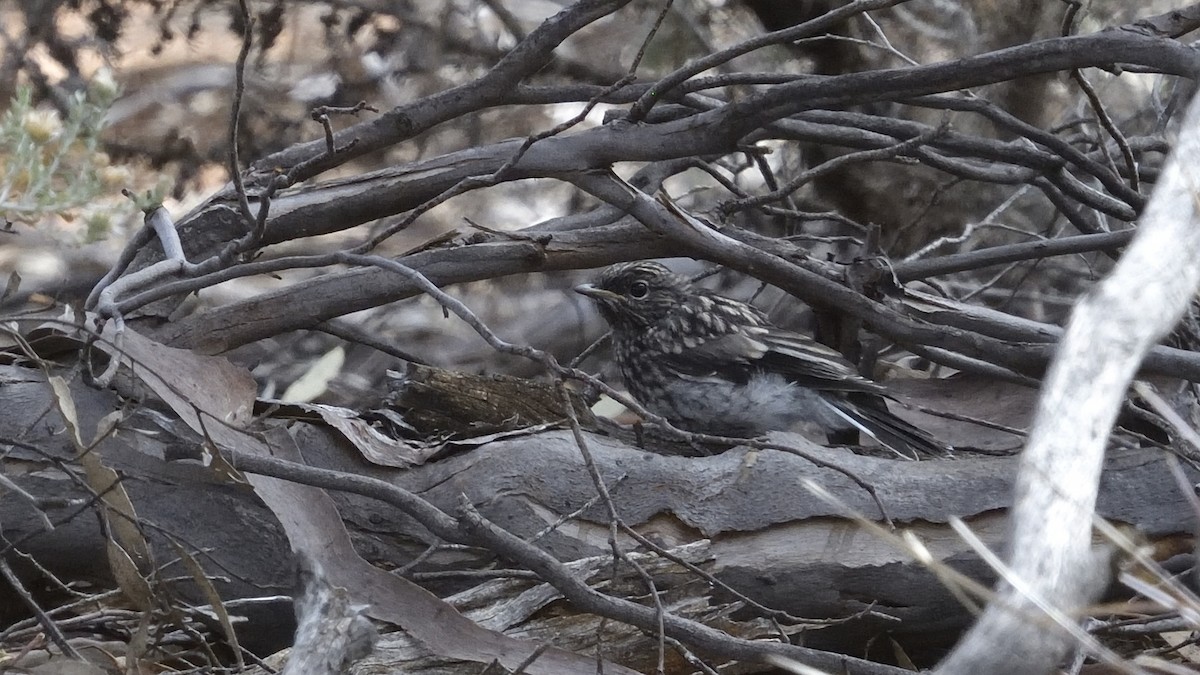 Hooded Robin - ML627252115