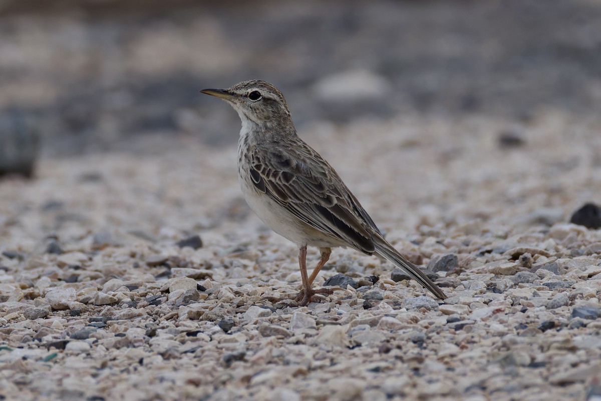 Long-billed Pipit (Socotra) - ML627252301
