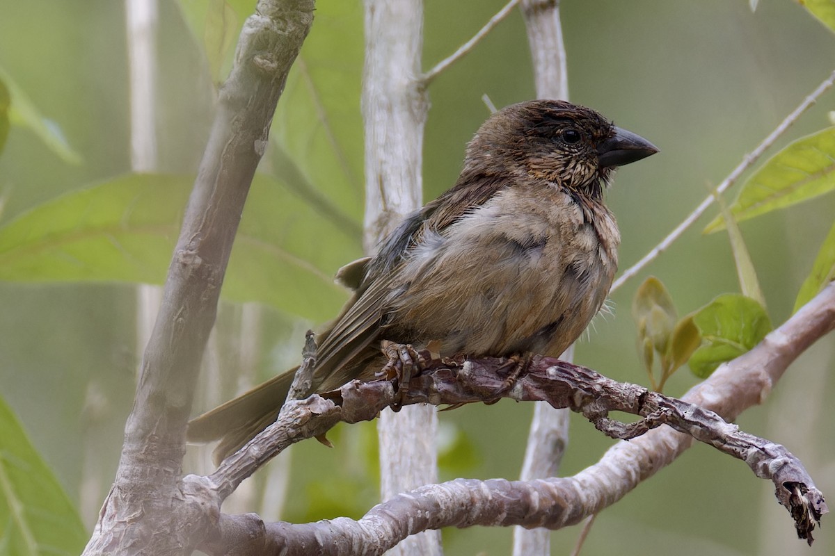 Socotra Sparrow - ML627252311