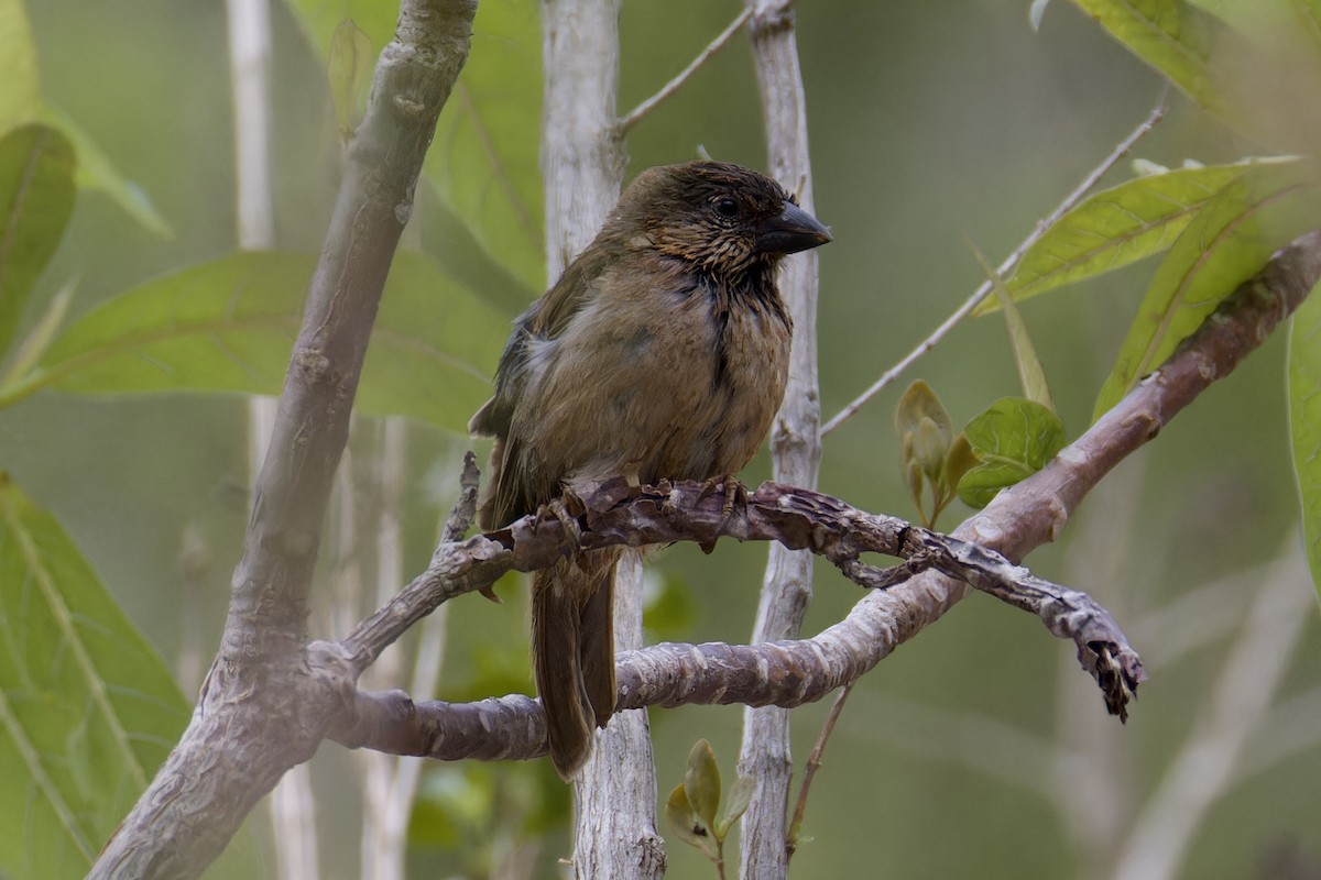 Socotra Sparrow - ML627252316