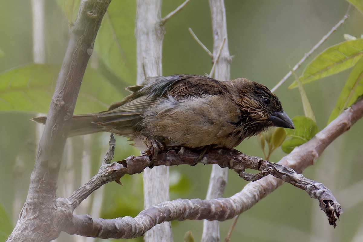 Socotra Sparrow - ML627252317