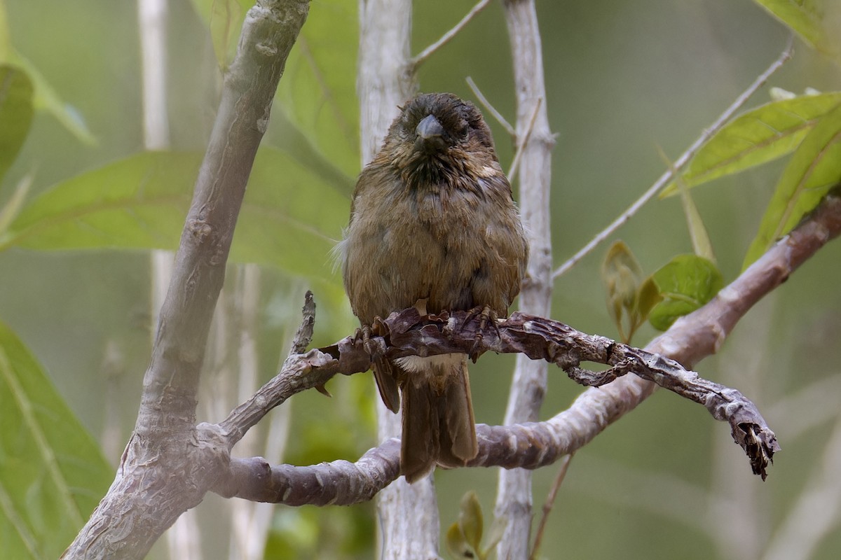 Socotra Sparrow - ML627252318
