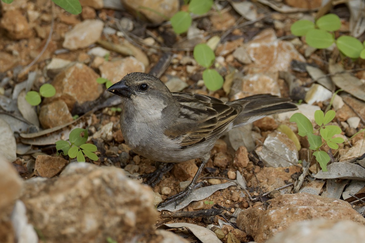 Socotra Sparrow - ML627252319