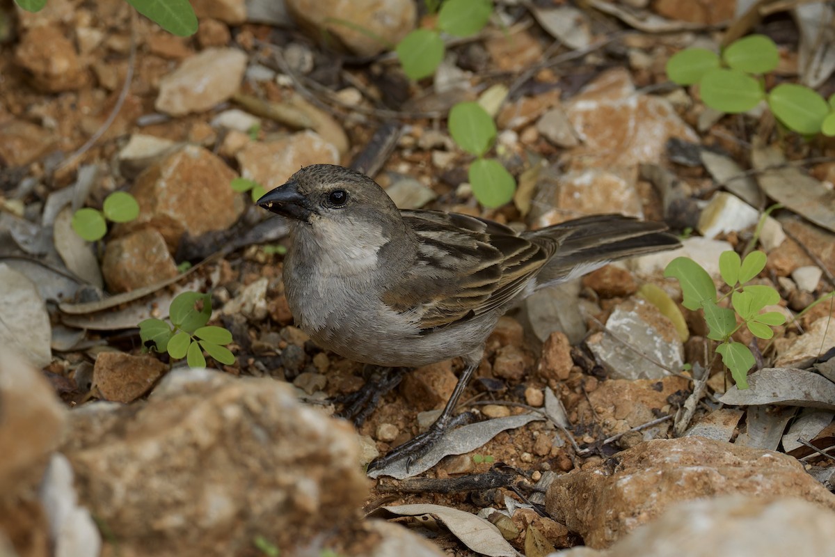 Socotra Sparrow - ML627252320