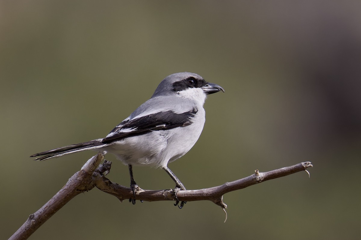Great Gray Shrike (Socotra) - ML627252324