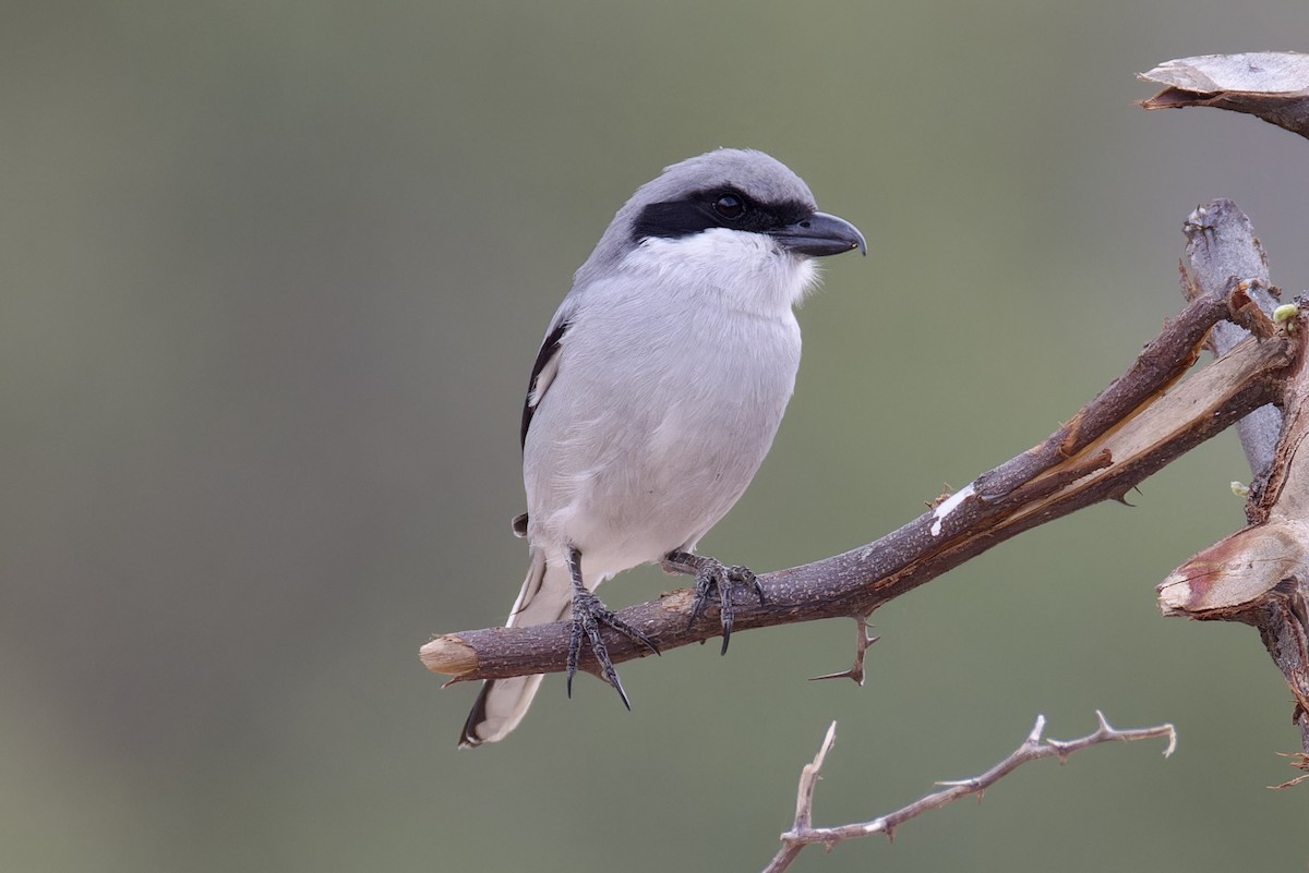 Great Gray Shrike (Socotra) - ML627252330