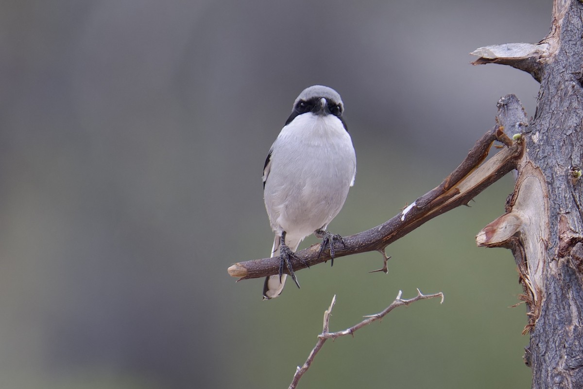 Great Gray Shrike (Socotra) - ML627252332