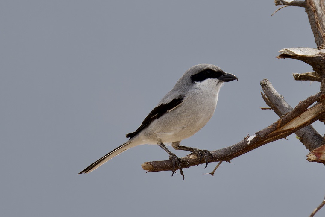 Great Gray Shrike (Socotra) - ML627252333