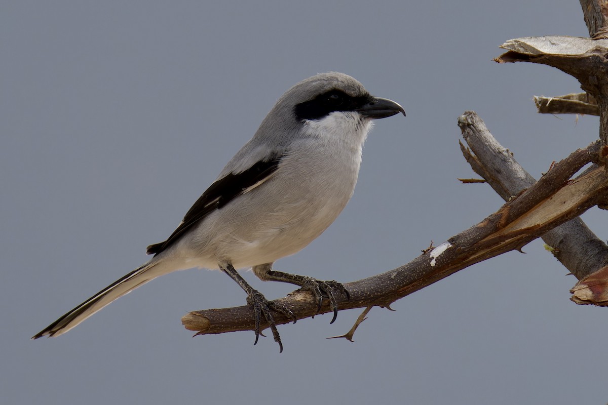Great Gray Shrike (Socotra) - ML627252334