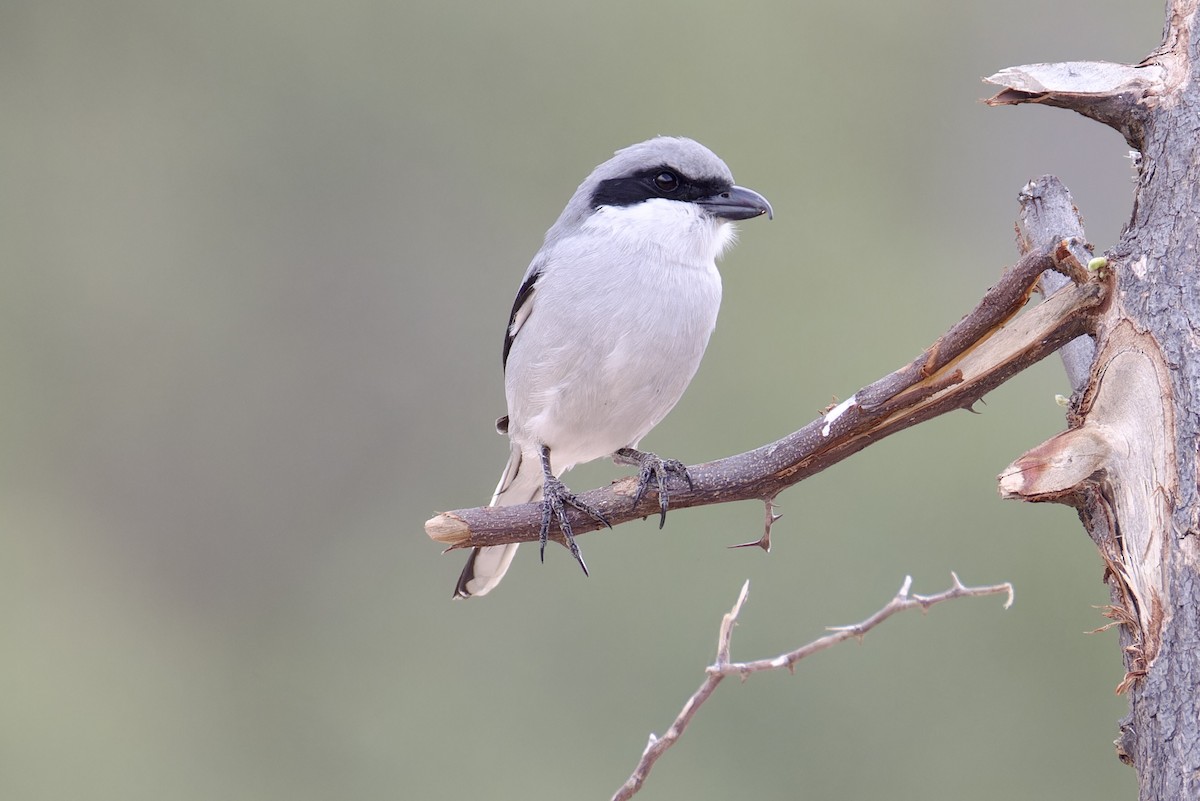 Great Gray Shrike (Socotra) - ML627252335